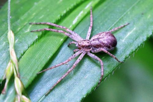 Philodromus dispar